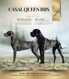 Cuccioli di Alano blu e neri