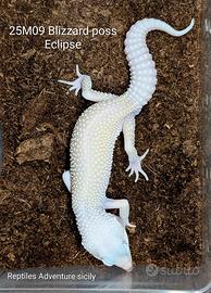Geco leopardino Leucistico