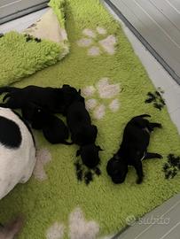 Staffordshire bull terrier