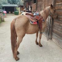 Cavallo