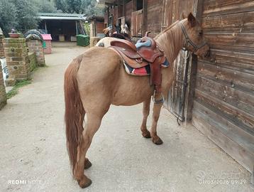 Cavallo
