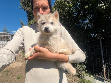 Siberian Husky di Casa Santangelo