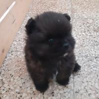 Cucciolo maschio Spitz di Pomerania colore nero