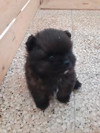 Cucciolo maschio Spitz di Pomerania colore nero