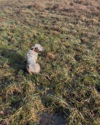 Setter inglese