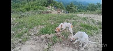 Cuccioli pointer