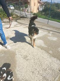 Cuccioli di pastore australiano