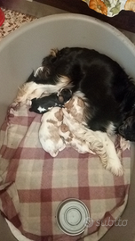 Cucciolata di cavalier king