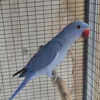 Pappagalli