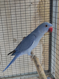 Pappagalli