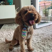 Barboncino red nano per monta