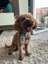 Barboncino red nano per monta