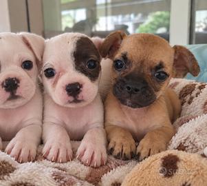 Cuccioli di bulldog francese mix