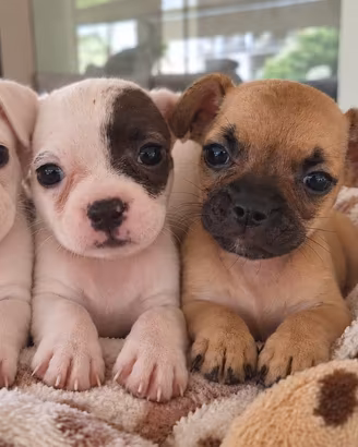 Cuccioli di bulldog francese mix