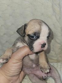 Bulldog Francese piccola