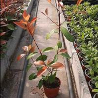 photinia (fotinia) vaso 11 da siepe 