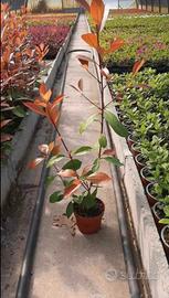 photinia (fotinia) vaso 11 da siepe 