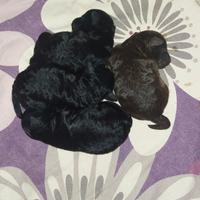 Barboncini toy marrone e nero