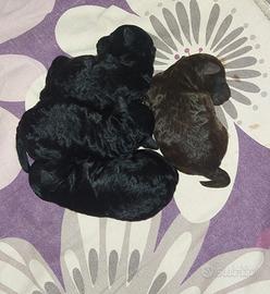 Barboncini toy marrone e nero