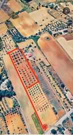 Terreno agricolo uliveto 