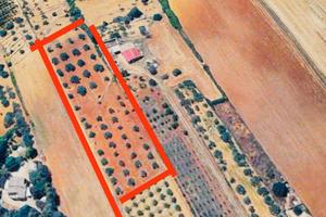 Terreno agricolo uliveto 