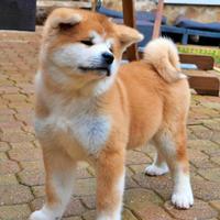 Cuccioli di Akita inu orange
