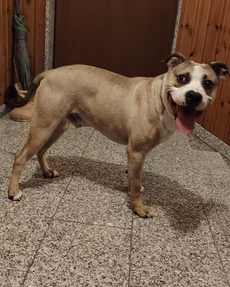 Pitbull da monta