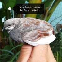 Quaglie cinesi e Company