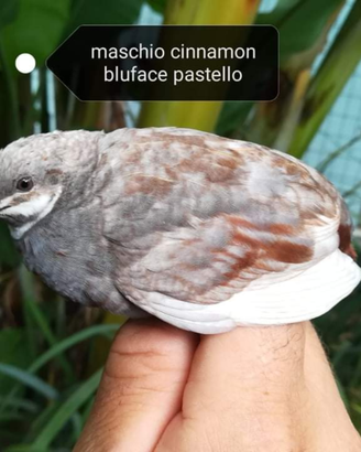 Quaglie cinesi e Company