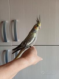 Calopsite allevate a mano