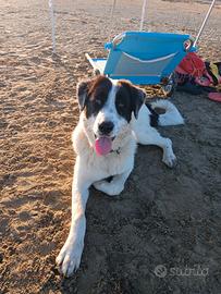 Due cagnette stupende