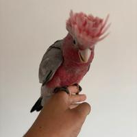 Cacatua roseicapilla pulli da imbecco baby