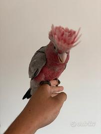 Cacatua roseicapilla pulli da imbecco baby