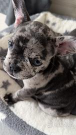 Bulldog Francese Cuccioli