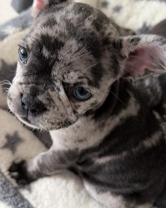 Bulldog Francese Cuccioli