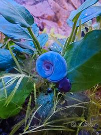 Planorbella - lumaca acquario