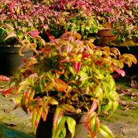 Nandina Domestica Fire Power