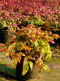 Nandina Domestica Fire Power