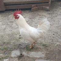 Gallo livornese