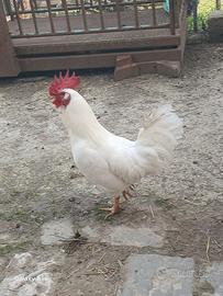 Gallo livornese