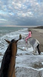 Puledro quarter/siciliano