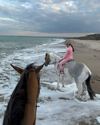 Puledro quarter/siciliano
