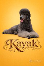 Barbone grande mole stallone