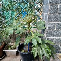 pianta aralia con fiori a palline