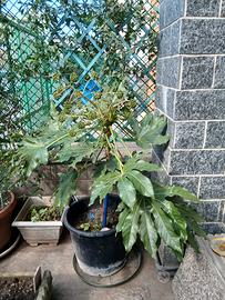 pianta aralia con fiori a palline