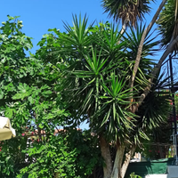 Villetta a 300 met dal mare Alba adriatica