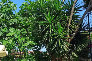 Villetta a 300 met dal mare Alba adriatica