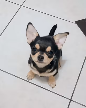 Chihuahua pedigree ENCI