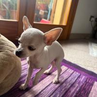Cucciolo chihuahua