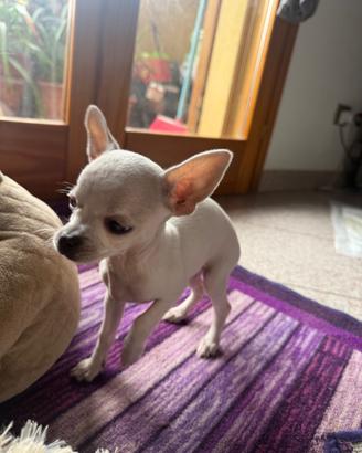 Cucciolo chihuahua
